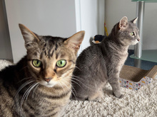 OMBRETTA, Katze, Europäisch Kurzhaar in Schönaich - Bild 3