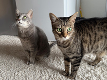 OMBRETTA, Katze, Europäisch Kurzhaar in Schönaich - Bild 4