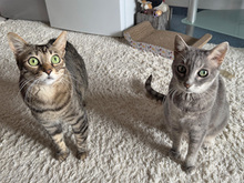 OMBRETTA, Katze, Europäisch Kurzhaar in Schönaich - Bild 5