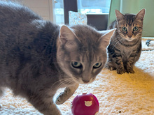 OMBRETTA, Katze, Europäisch Kurzhaar in Schönaich - Bild 6
