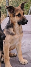 SAMU, Hund, Deutscher Schäferhund in Spanien - Bild 1