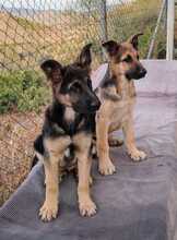 SAMU, Hund, Deutscher Schäferhund in Spanien - Bild 2
