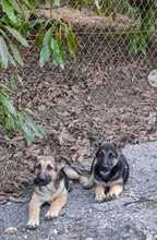 SAMU, Hund, Deutscher Schäferhund in Spanien - Bild 3