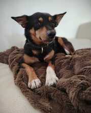 SUSI, Hund, Podenco-Mix in Spanien