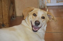 LINDA, Hund, Podenco-Mix in Spanien