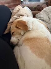 LINDA, Hund, Podenco Mischling in Spanien - Bild 10