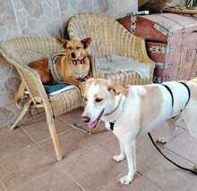 LINDA, Hund, Podenco Mischling in Spanien - Bild 2