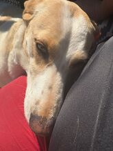 LINDA, Hund, Podenco Mischling in Spanien - Bild 3