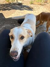 LINDA, Hund, Podenco Mischling in Spanien - Bild 4