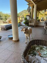 LINDA, Hund, Podenco Mischling in Spanien - Bild 5