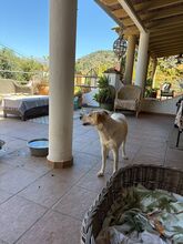 LINDA, Hund, Podenco Mischling in Spanien - Bild 6