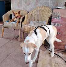 LINDA, Hund, Podenco Mischling in Spanien - Bild 7
