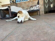 LINDA, Hund, Podenco Mischling in Spanien - Bild 8