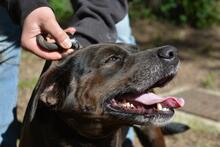 RELLYT, Hund, Mischlingshund in Italien - Bild 1