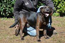 RELLYT, Hund, Mischlingshund in Italien - Bild 10