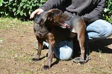 RELLYT, Hund, Mischlingshund in Italien - Bild 11