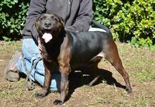 RELLYT, Hund, Mischlingshund in Italien - Bild 12