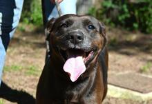 RELLYT, Hund, Mischlingshund in Italien - Bild 13