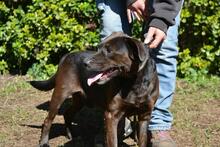 RELLYT, Hund, Mischlingshund in Italien - Bild 2