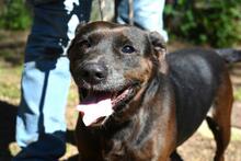 RELLYT, Hund, Mischlingshund in Italien - Bild 3