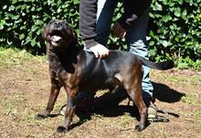 RELLYT, Hund, Mischlingshund in Italien - Bild 4
