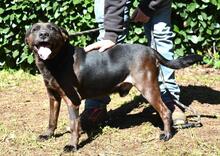 RELLYT, Hund, Mischlingshund in Italien - Bild 5