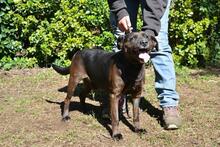 RELLYT, Hund, Mischlingshund in Italien - Bild 6