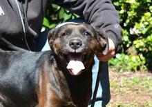 RELLYT, Hund, Mischlingshund in Italien - Bild 7
