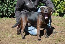 RELLYT, Hund, Mischlingshund in Italien - Bild 8