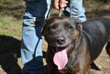 RELLYT, Hund, Mischlingshund in Italien - Bild 9