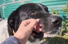 PIPPA, Hund, Mischling in Spanien - Bild 1