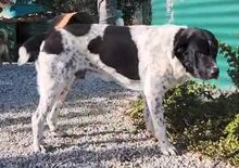 PIPPA, Hund, Mischling in Spanien - Bild 2