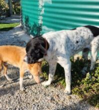PIPPA, Hund, Mischling in Spanien - Bild 3