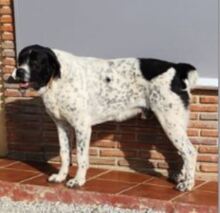 PIPPA, Hund, Mischling in Spanien - Bild 4