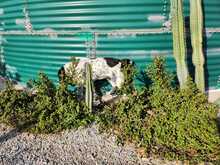 PIPPA, Hund, Mischling in Spanien - Bild 5
