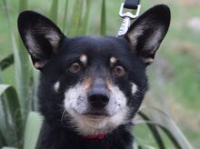LILA, Hund, Mischlingshund in Rösrath - Bild 1