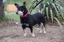 LILA, Hund, Mischlingshund in Rösrath - Bild 2