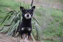 LILA, Hund, Mischlingshund in Rösrath - Bild 3