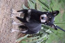 LILA, Hund, Mischlingshund in Rösrath - Bild 4