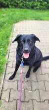 EMMA, Hund, Mischlingshund in Altötting - Bild 1