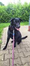 EMMA, Hund, Mischlingshund in Altötting - Bild 2