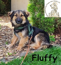 FLUFFY, Hund, Mischlingshund in Wettstetten - Bild 1