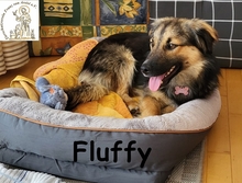 FLUFFY, Hund, Mischlingshund in Wettstetten - Bild 2