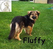 FLUFFY, Hund, Mischlingshund in Wettstetten - Bild 3