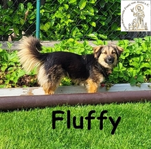 FLUFFY, Hund, Mischlingshund in Wettstetten - Bild 4