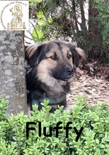 FLUFFY, Hund, Mischlingshund in Wettstetten - Bild 5