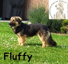 FLUFFY, Hund, Mischlingshund in Wettstetten - Bild 6