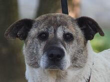 NANCY, Hund, Mischlingshund in Rösrath - Bild 1