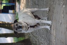 NANCY, Hund, Mischlingshund in Rösrath - Bild 2