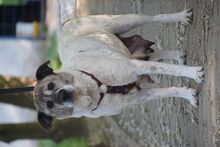 NANCY, Hund, Mischlingshund in Rösrath - Bild 3